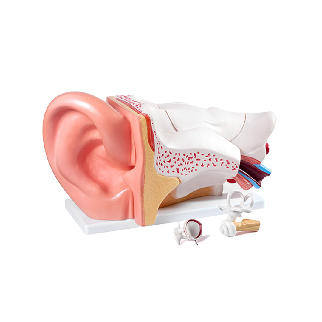 High Quality Health Care Supplies Medical Science display Ear Anatomy Model