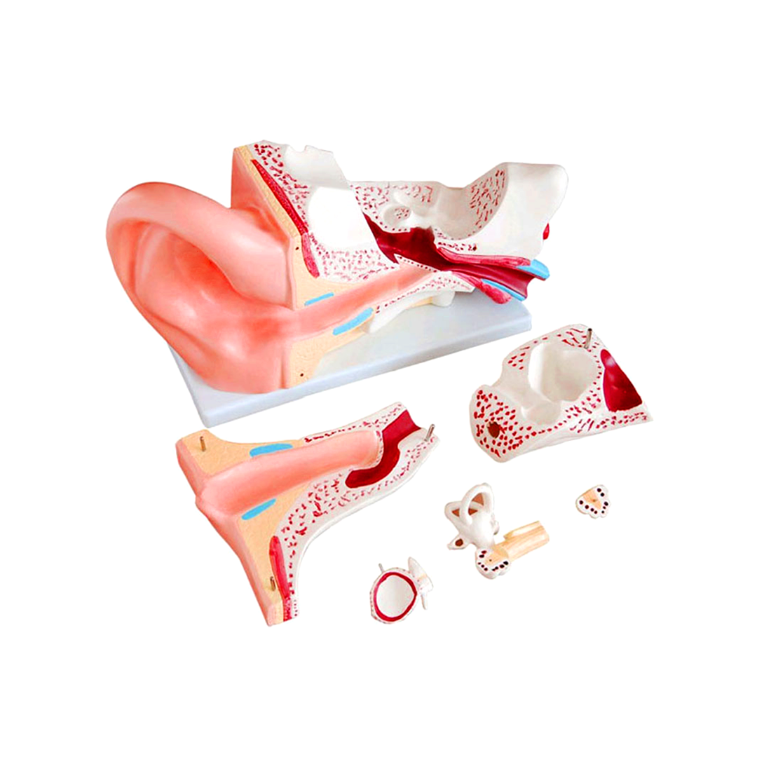 human ear anatomy model, ear anatomy 3d model, human anatomy ear model, 3d human ear anatomy model