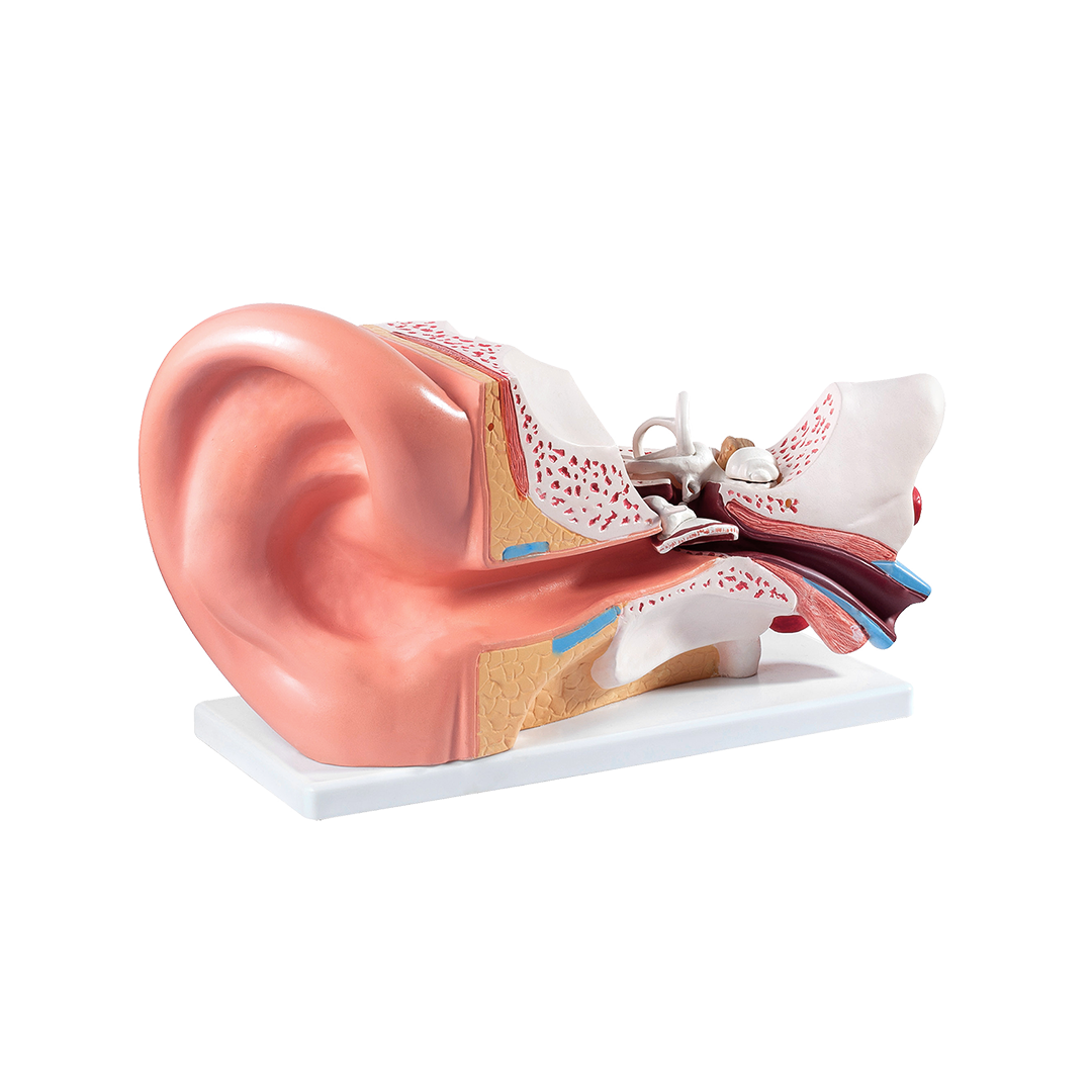human ear anatomy model, ear anatomy 3d model, human anatomy ear model, 3d human ear anatomy model