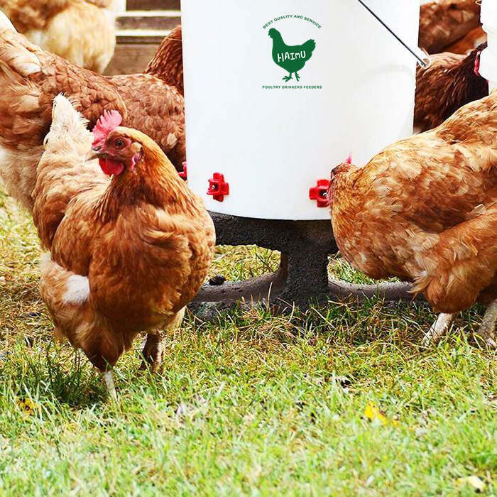 Chicks picture