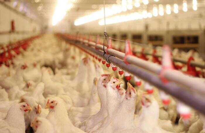 chicken farms