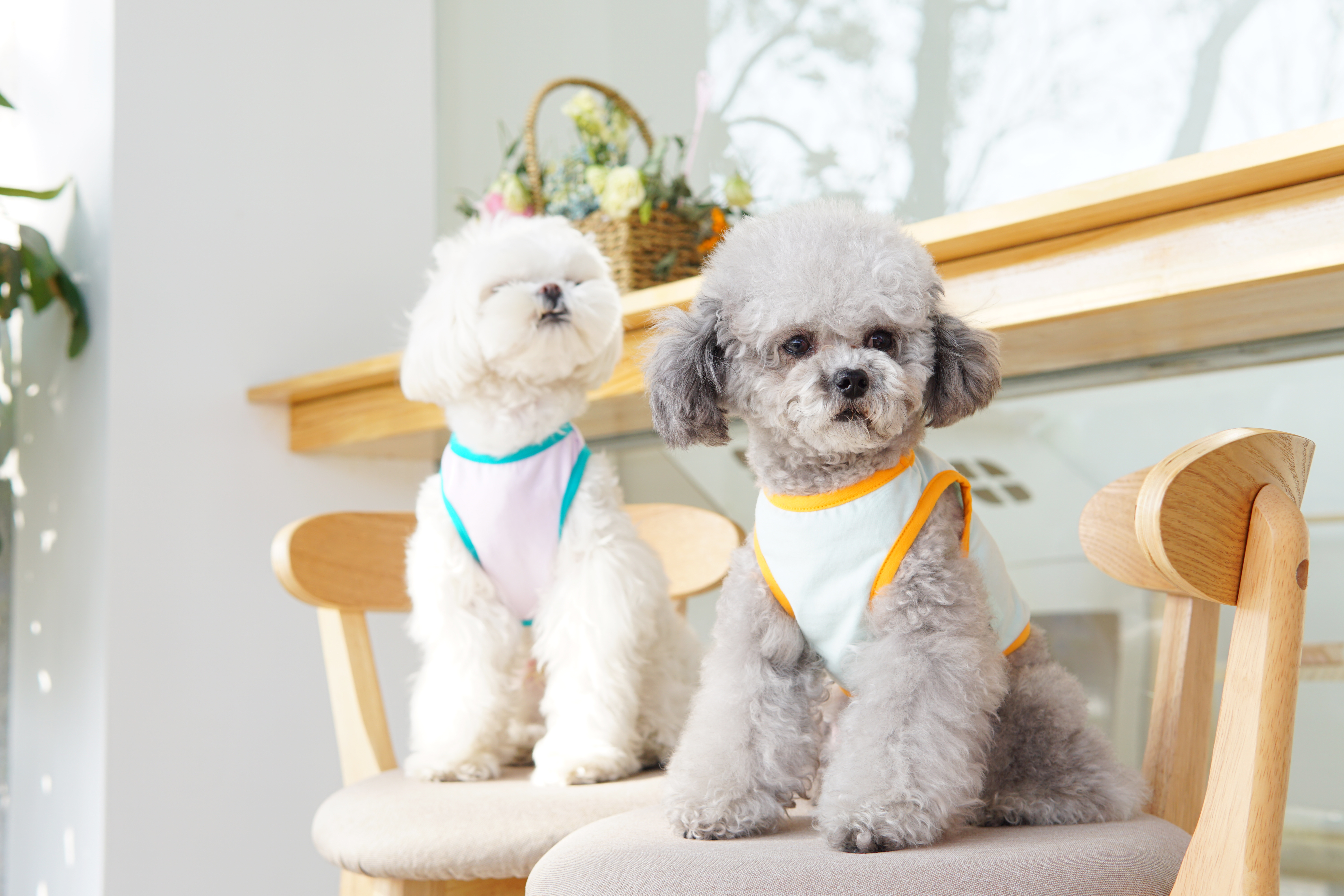 We provide high quality pet apparel for you lovely dog