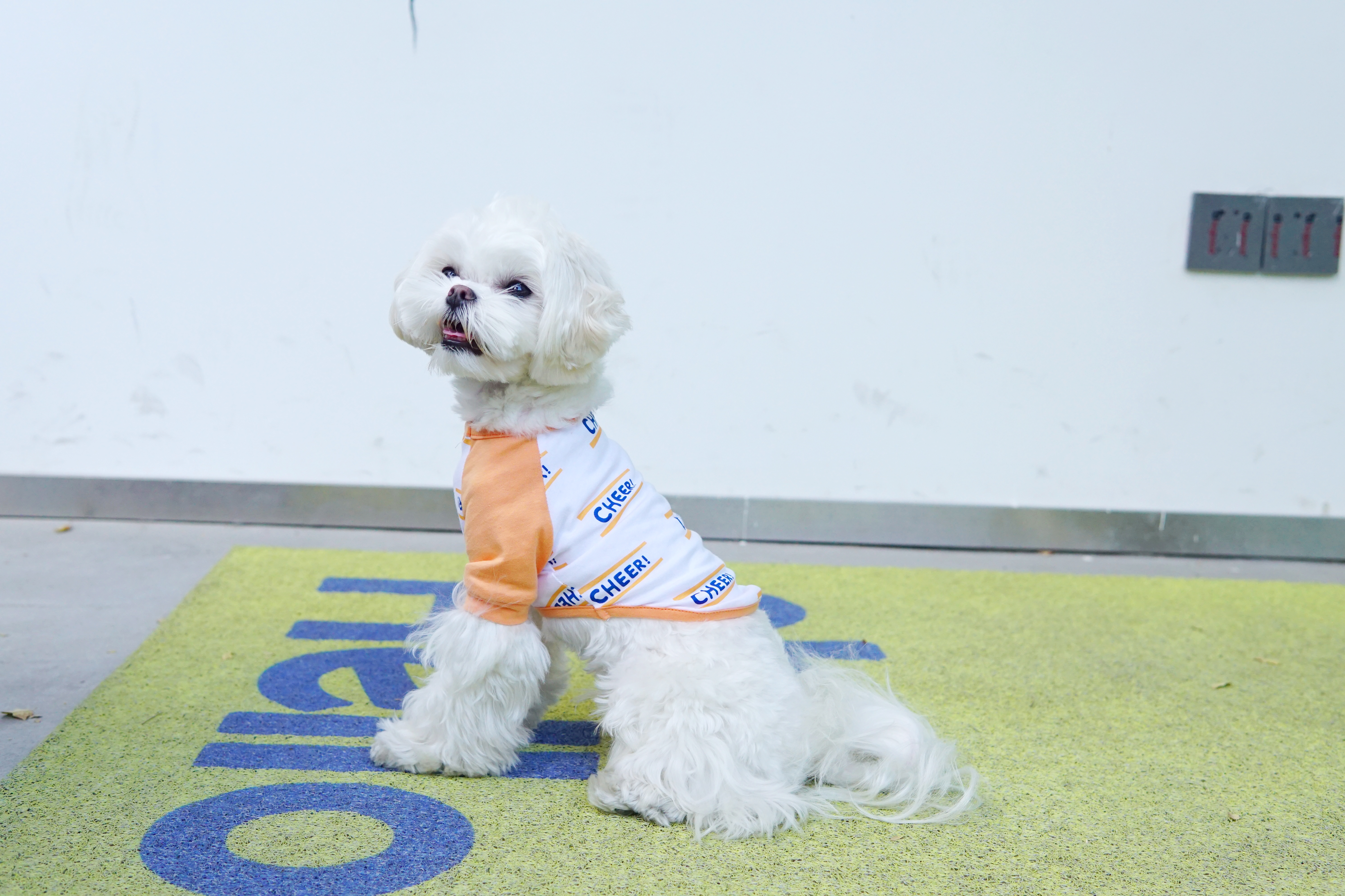 dog clothes manufacturer