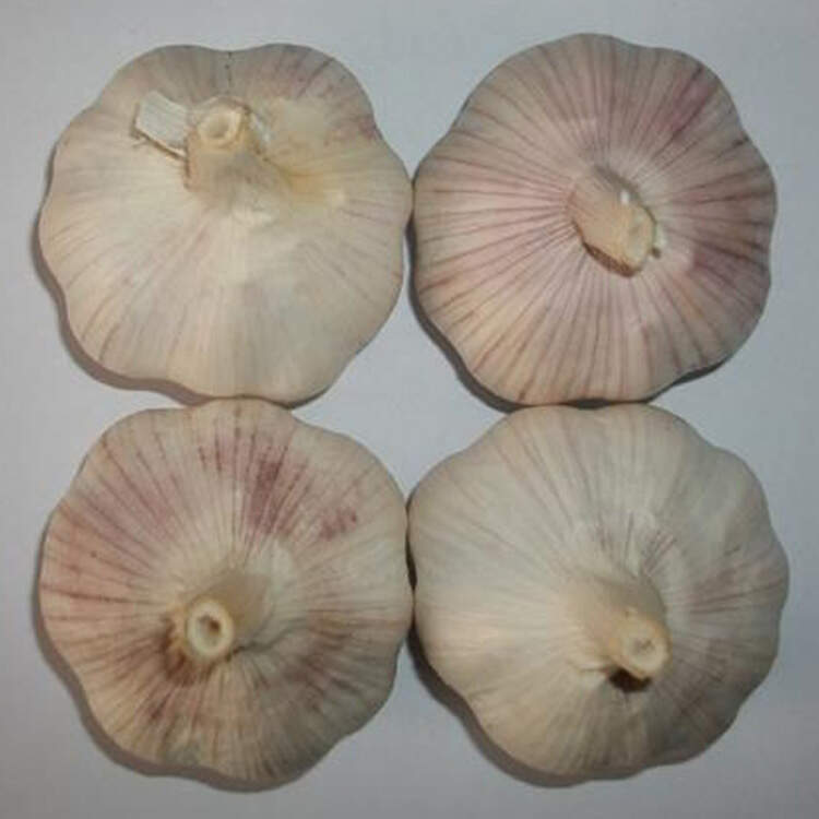 Fresh Garlic
