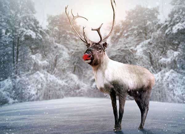 christmas deer decoration factory