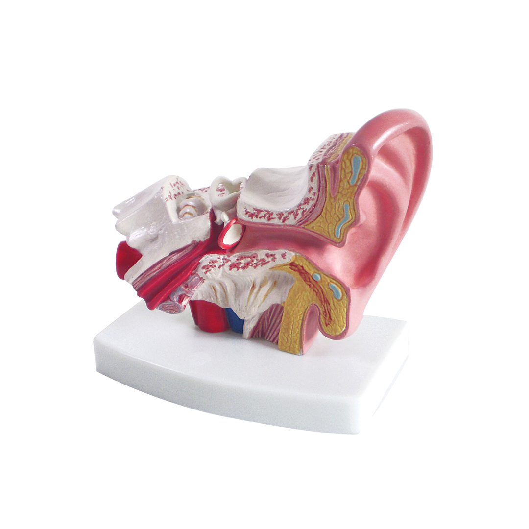 OEM Plastic Mini-Ear anatomy Model for Audiologist teaching