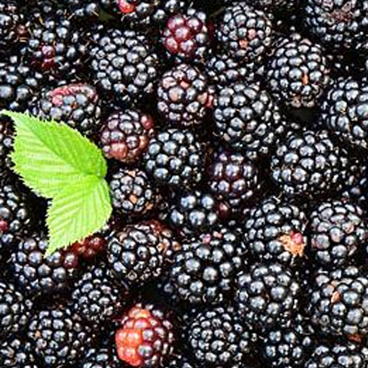 Melhor preço certificado de qualidade venda quente nova estação produtos de frutas em massa iqf Blackberry congelado da China