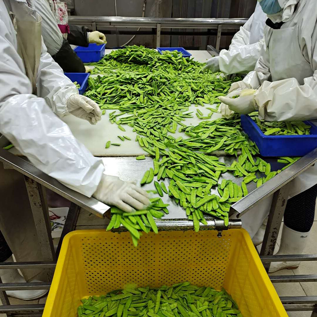 蝴蝶豌豆花姜草茶厂，批发冷冻蔬菜大豆，散装混合蔬菜制造商，低价墨西哥混合蔬菜