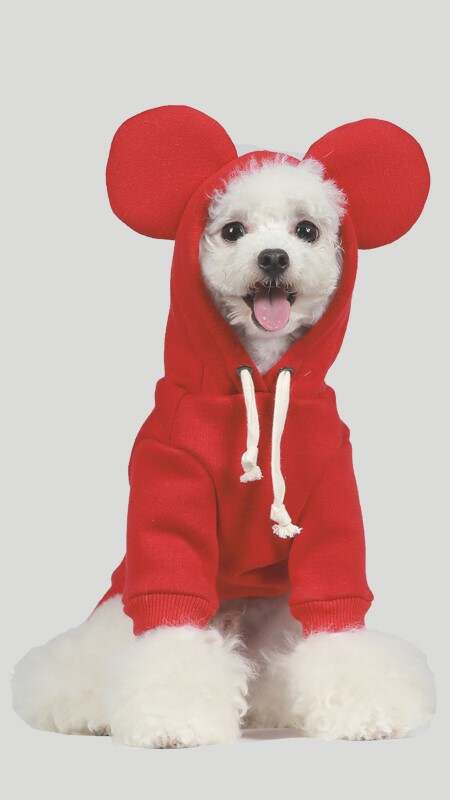 dog clothes