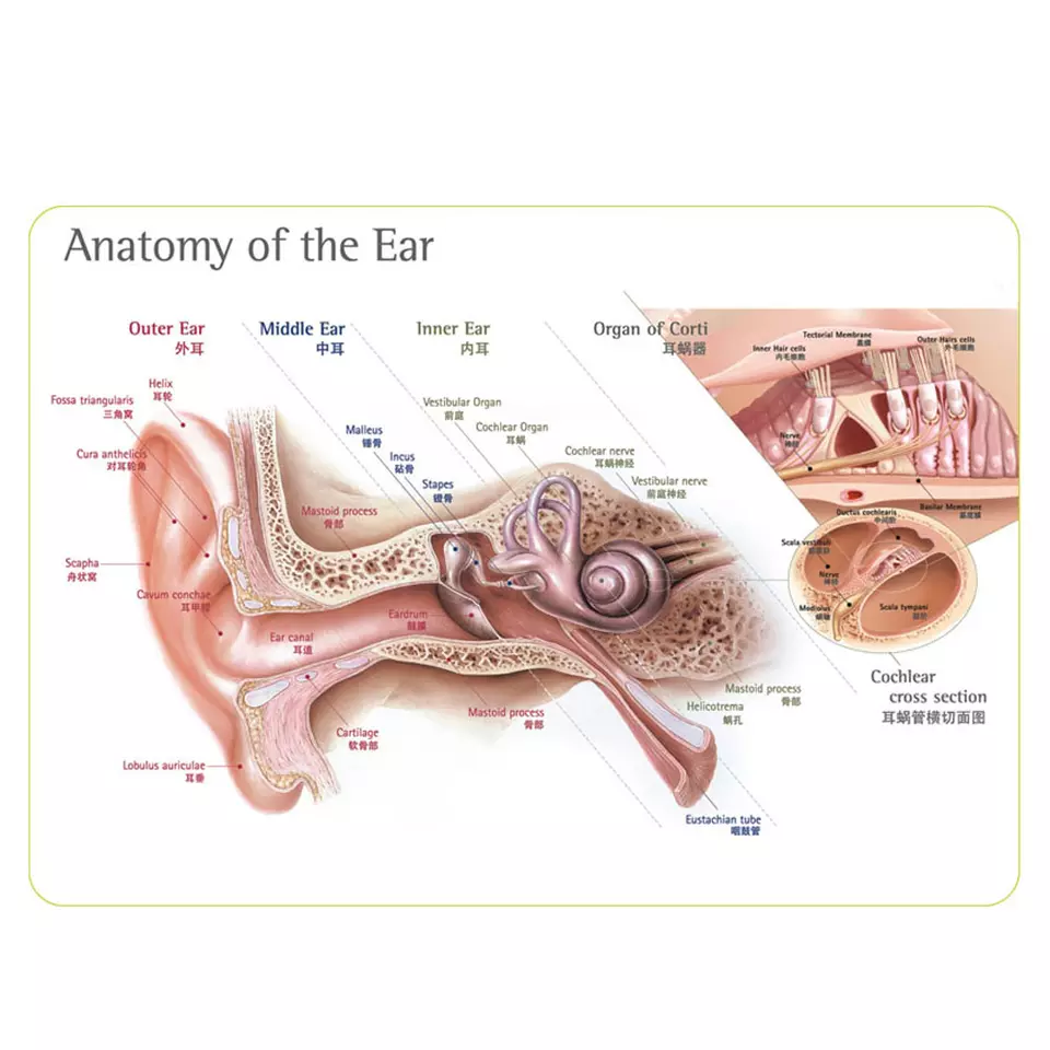 Ear anatomy diagram