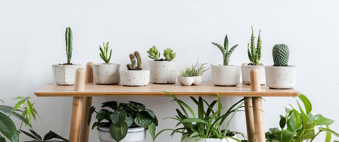 Plant Power: 10 Health-Friendly Plants to Elevate Your Living Space