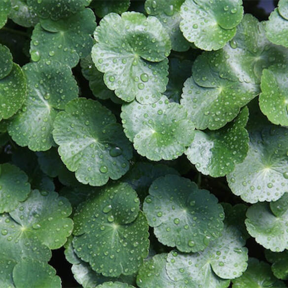 Centella asiatica extract