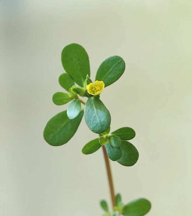 Portulaca