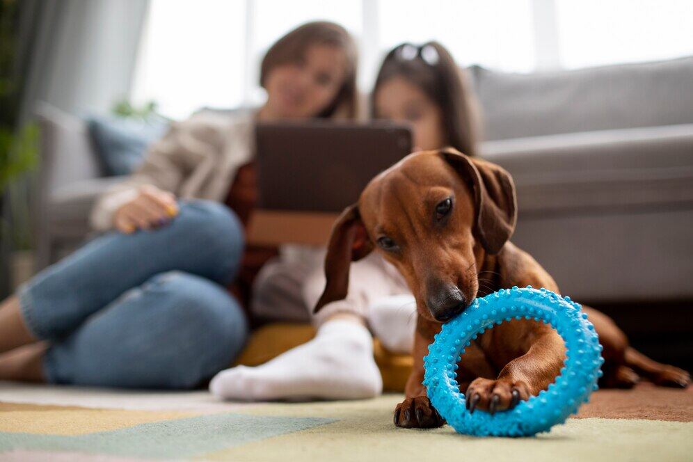 Top Dog Toys: Types and Benefits