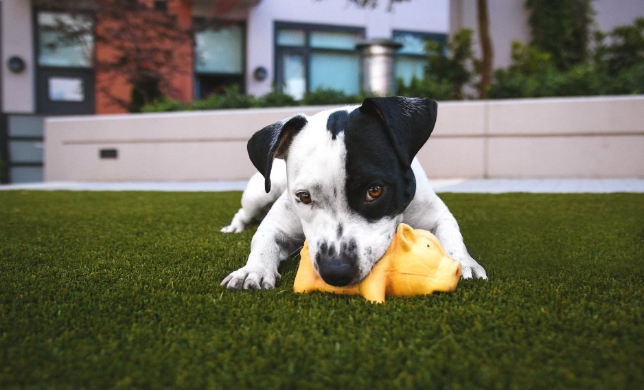 Best Wholesale Pet Toys for Retailers