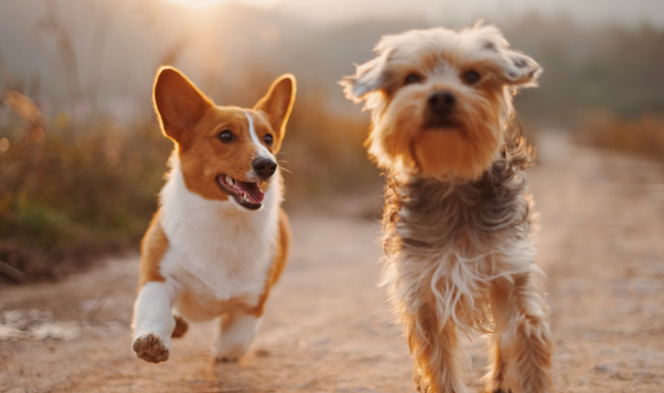What Are the Best Custom Pet Products for Dogs?