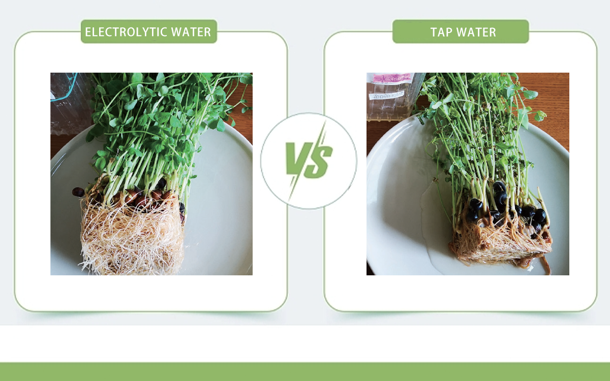 Electrolytic Ozone Water vs. Tap Water: A Comparative Study on Hydroponic Bean Growth