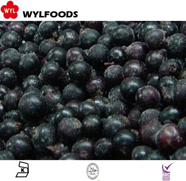 WYLFOODS Frozen Blackcurrant – Custom Cuts, Flexible Packing & Reliable Cold Chain Export