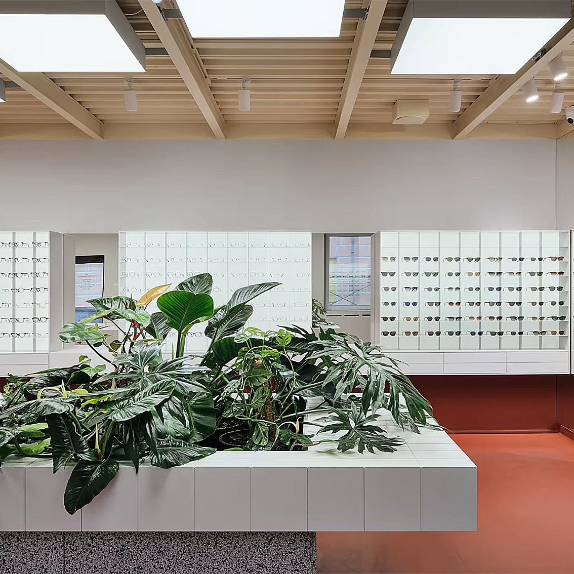 Premium High-End Wooden Optical Display