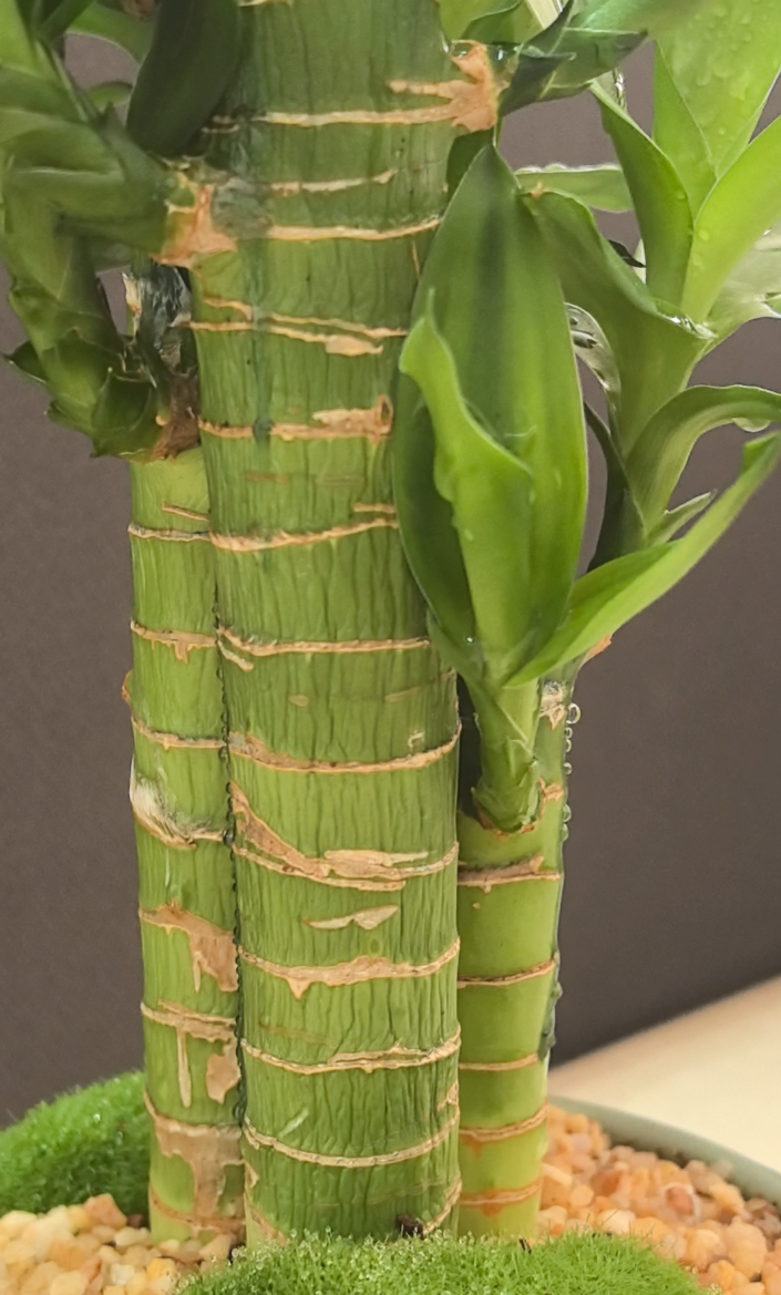 Electrolyzed water makes plants more vibrant