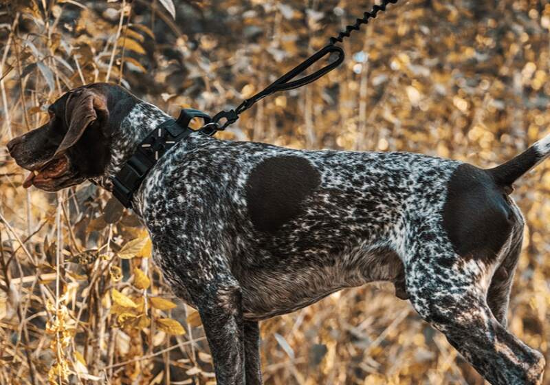 ‌Nylon vs. Polyester Dog Gear: The Ultimate Material Comparison for Safety & Performance‌