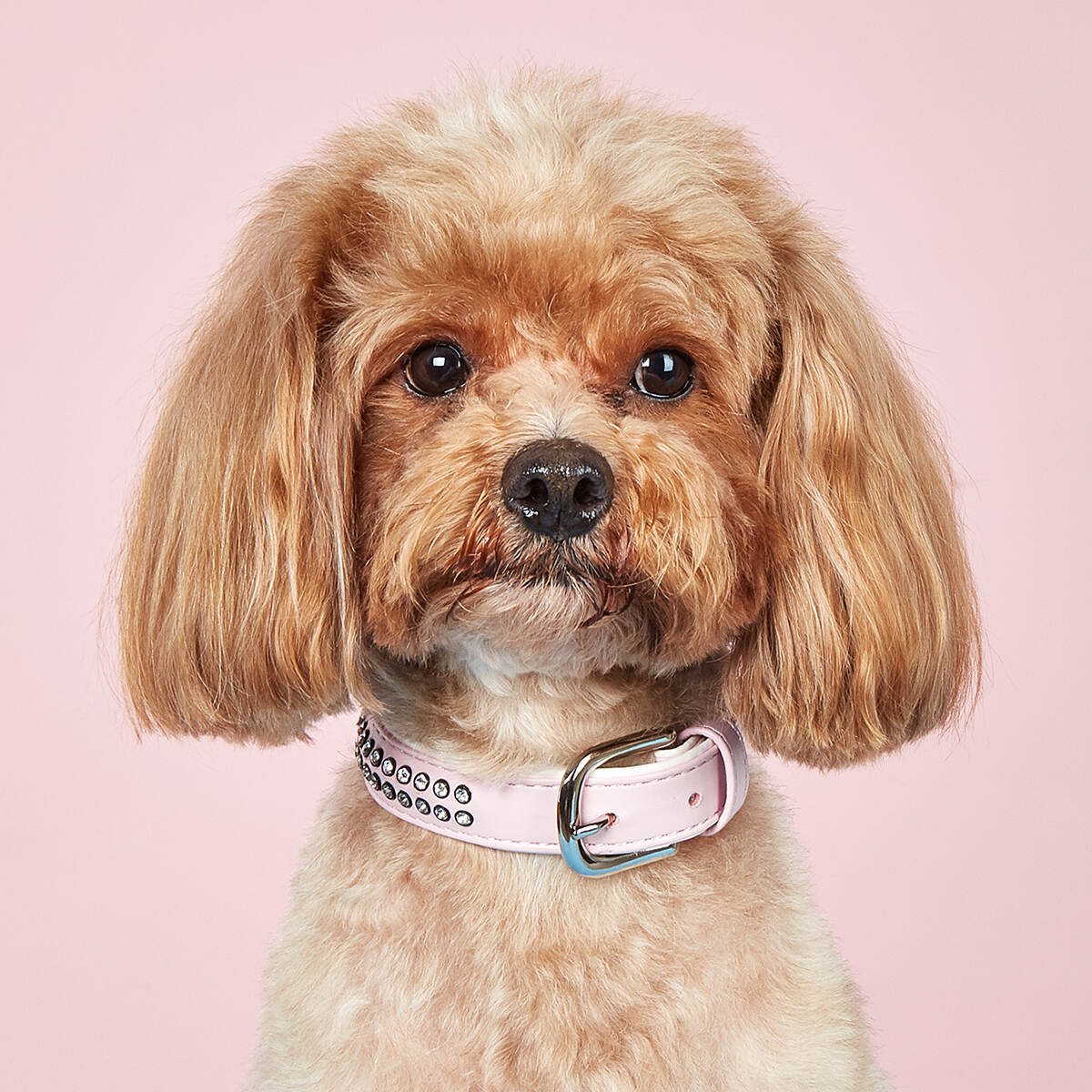 Anti-lost Lettering Leather Dog Collar Medium and Large Dogs Breathable Diving Cloth Lining Pet Collar
