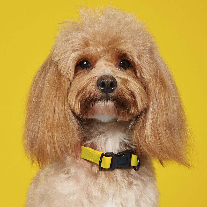 Discount Wholesale 3m Rubber Dog Leash XL Colorful Collar Eco-Friendly Soft Metal Rope Rivet Outdoor Training Sports