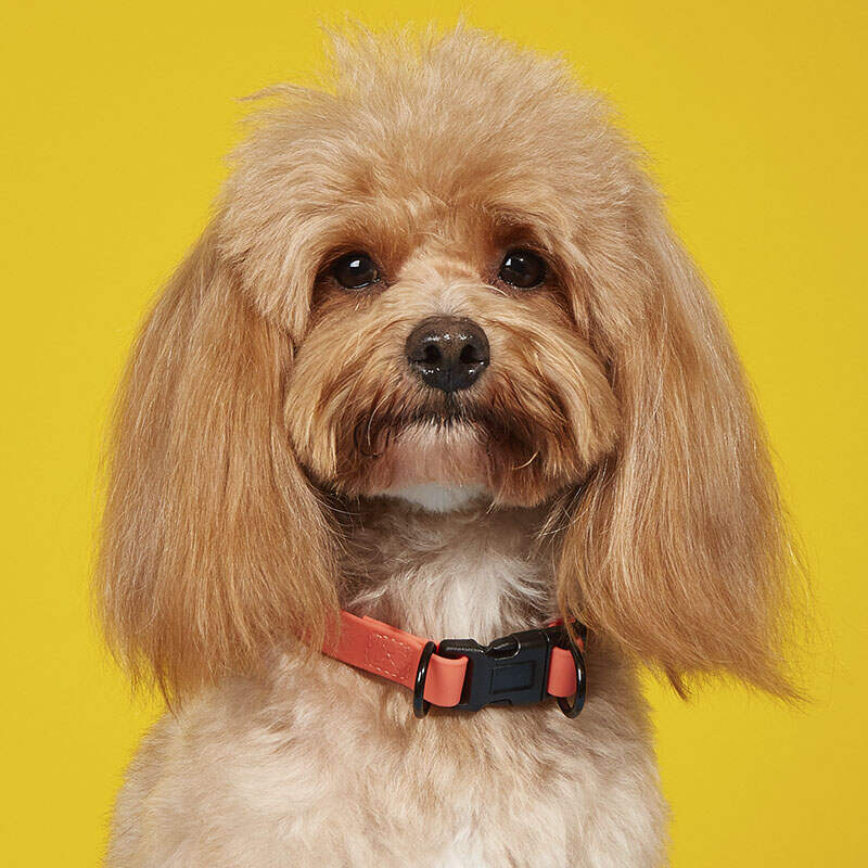 Hot Selling Multi-Color Reflective Rubber Snap-Lock Pet Collars Waterproof Adjustable Durable Dog collars