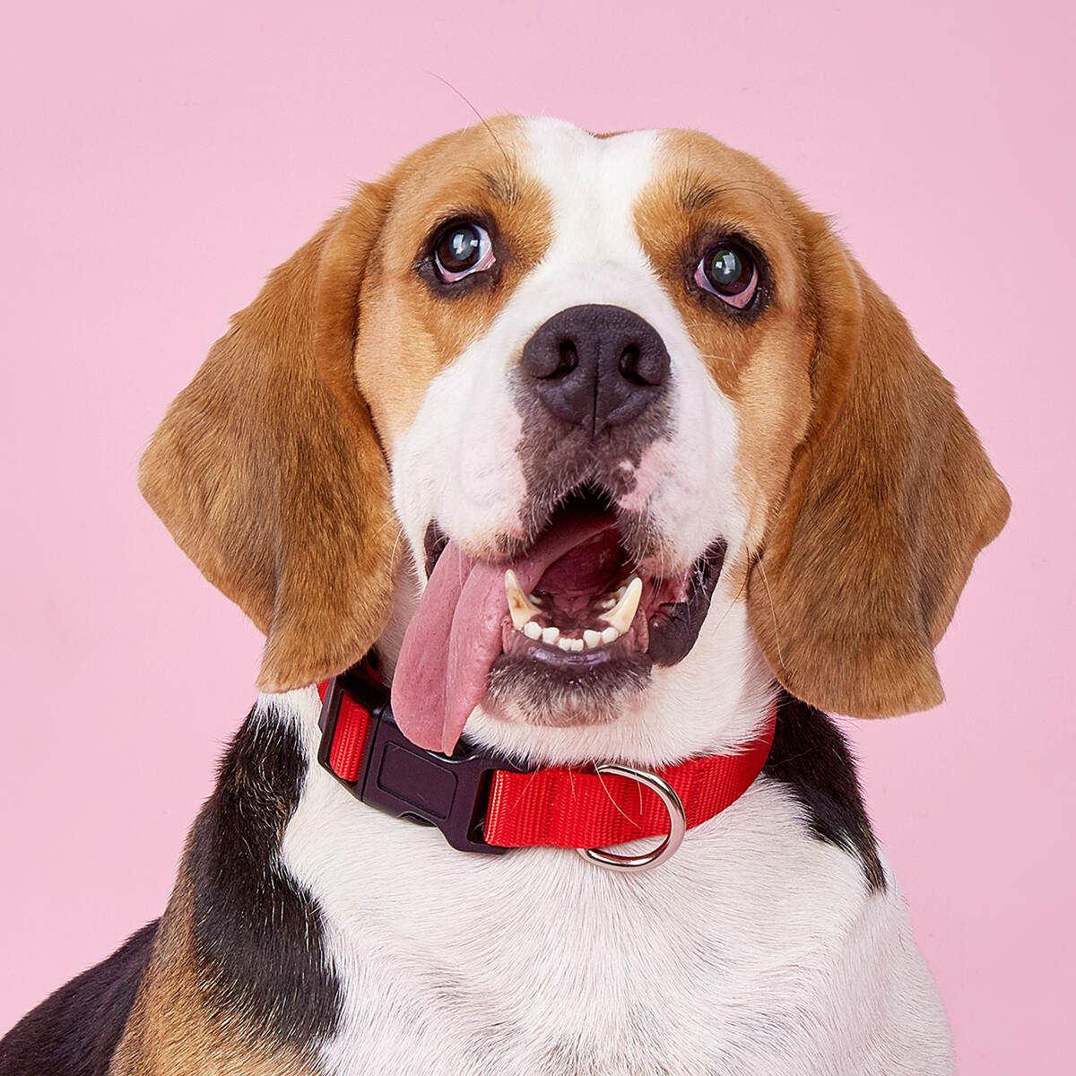 Manufacturers Pet Accessories Wholesale Dog Collars Custom Logo Soft Material Pet Collar Outdoor Dog Safety Collar