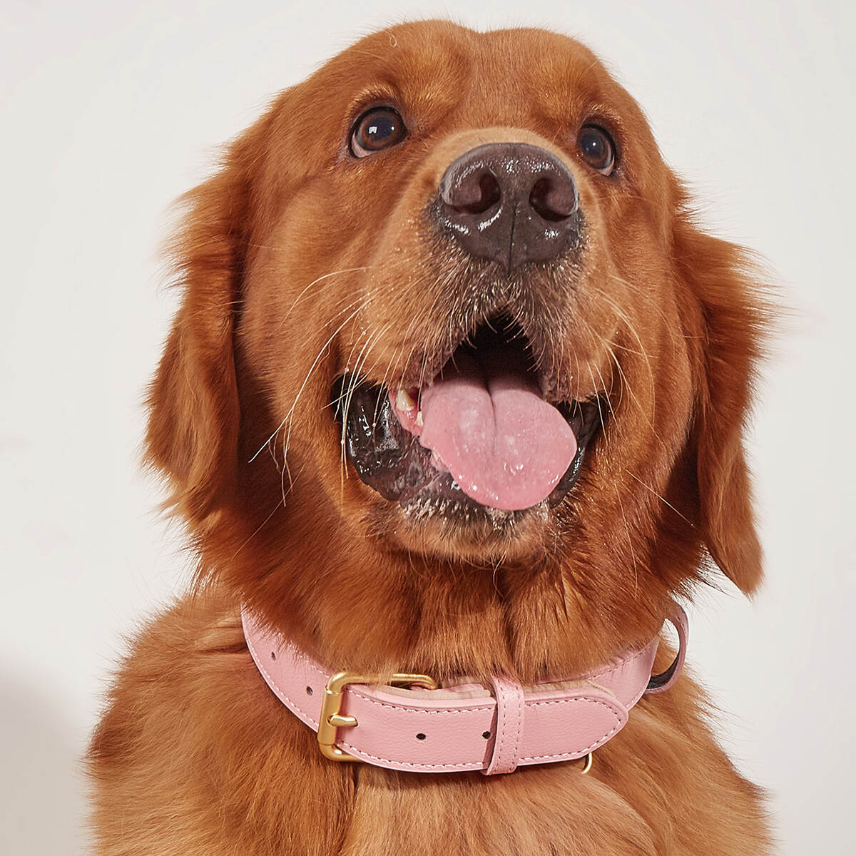 Soft Padded Leather Dog Collar Breathable Waterproof Dog Collar Leather with Adjustable Durable Metal Buckle Dog Collars