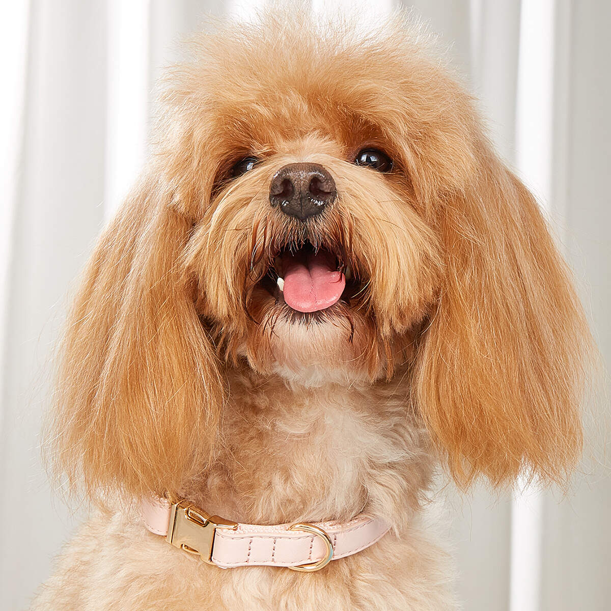 Wholesale Candy Colors Solid Color PU Leather Dog Collar Adjustable Metal Buckle Dog Collar