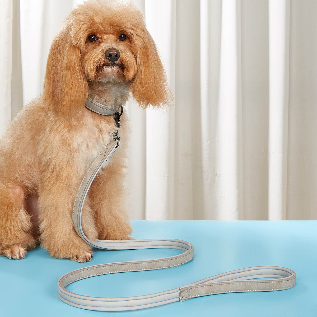 Nylon vs. Leather Dog Collars: Which Is Best for Your Product Line?