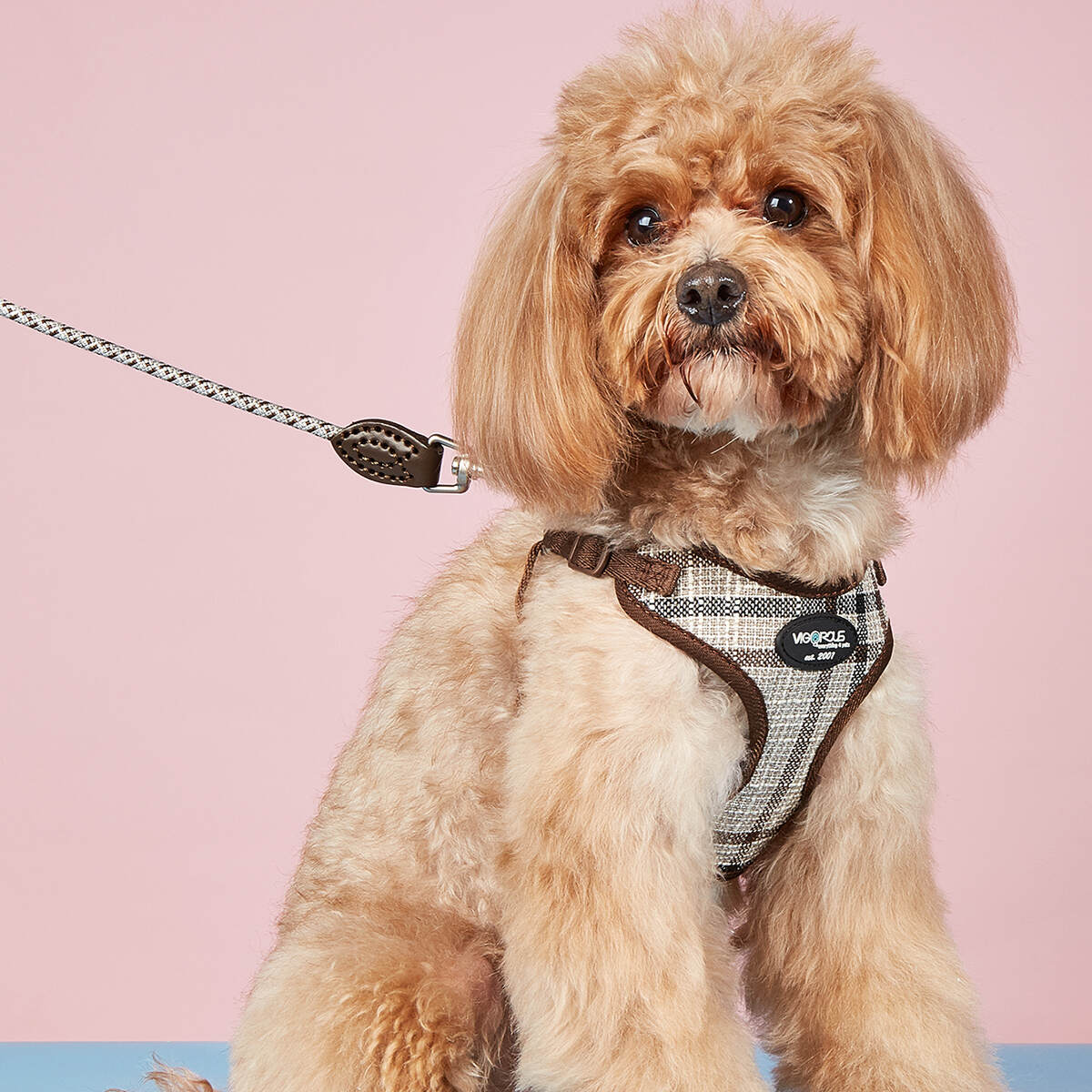 Adjustable Polyester Pet Leash Fashionable Universal Chest Strap Quick Release Durable Leather Ribbon Decoration Dogs