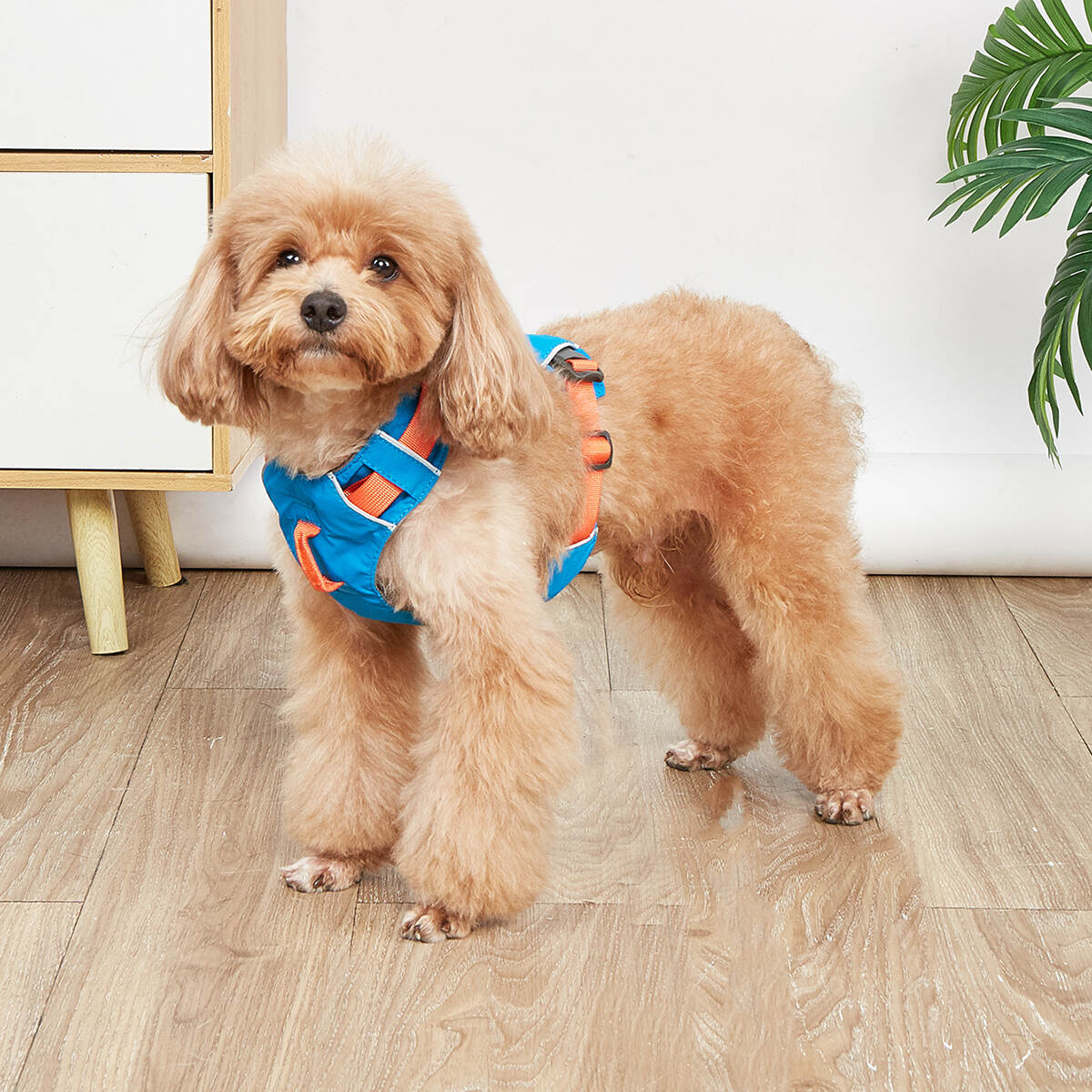 Custom Logo Adjustable Dog Harness No Pull Pet Harness Reflective Trim Design Extra Soft Padded Dog Vest Harness