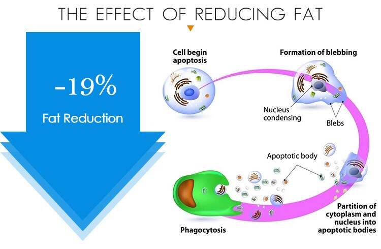 The effects of reducing fat